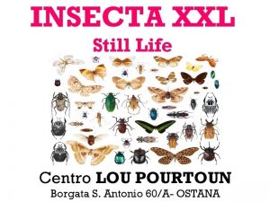 INSECTA XXL - Still Life